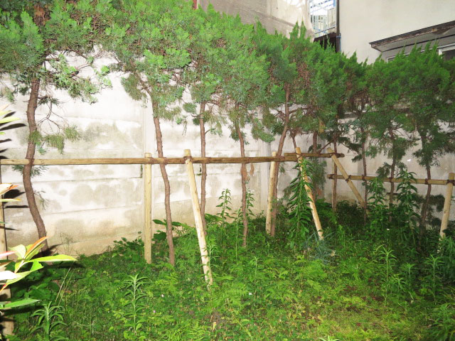 渋谷本町オリエントコートⅠ　バルコニーから専用庭へ