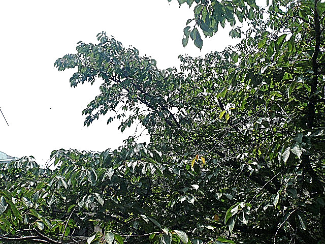 ノア南麻布 2階からの眺望