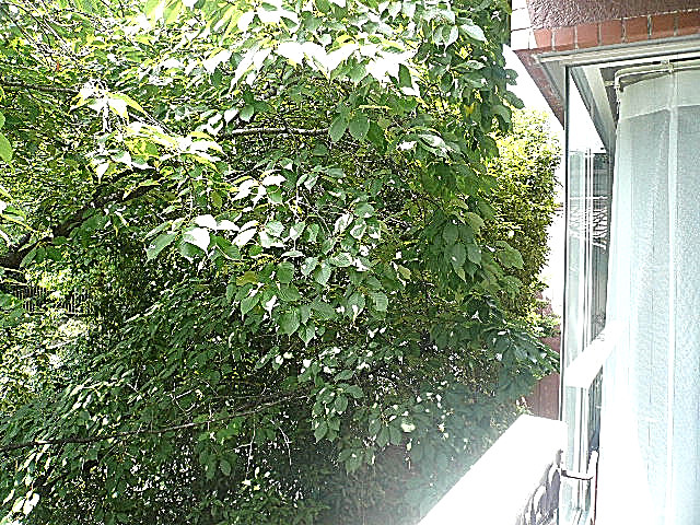 ノア南麻布　2階からの眺望