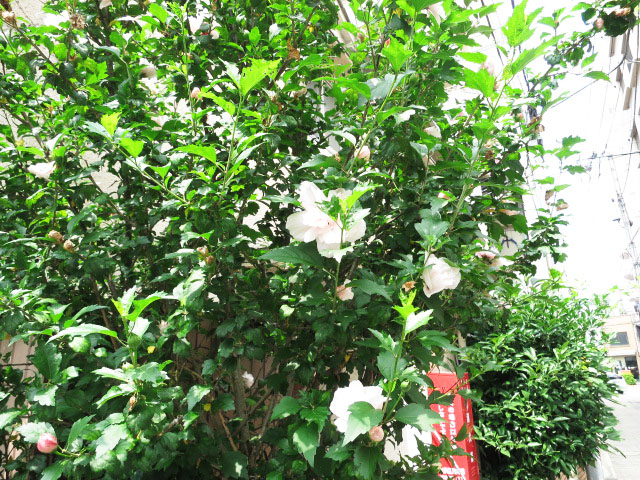 サンクタス池袋ベルマージュ　周辺環境