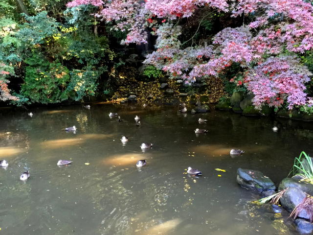 田園調布スカイハイツ　周辺環境