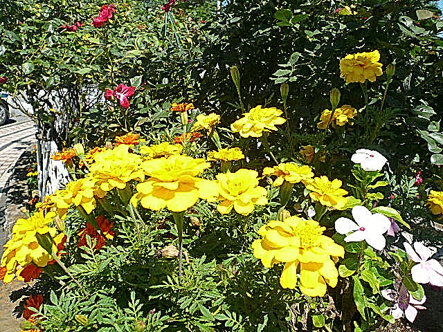 アークステージ田園調布　駅周辺