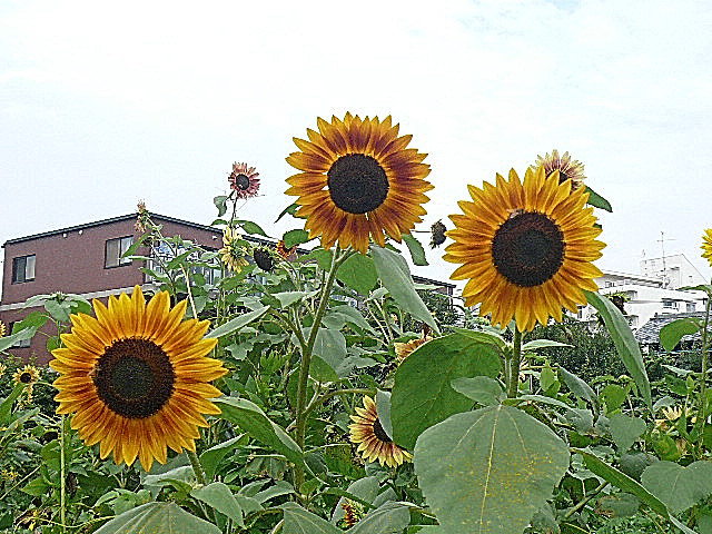 マンションまでの道のり