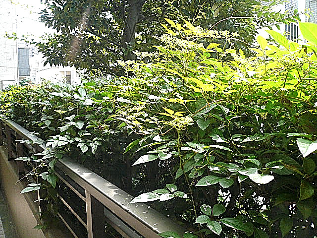 オーベル三軒茶屋　1階からの眺望