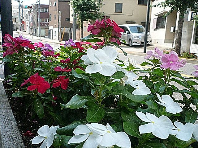 ビュラ田園調布　マンションまでの道のり