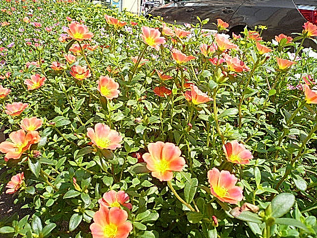 麻布十番中央マンション マンションまでの道のり