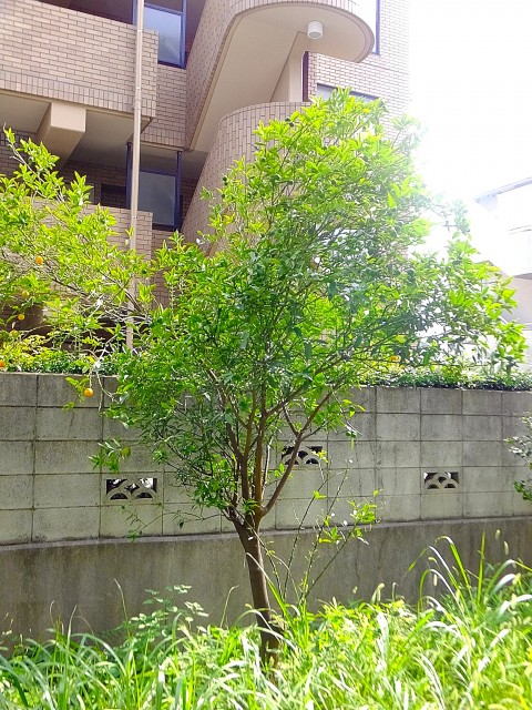 尾山台リバーサイドハイデンス　専用庭の木