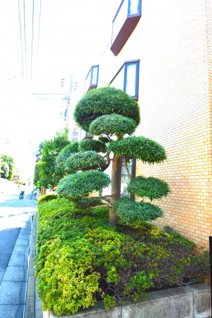 プロスペアー祐天寺テラス　植栽