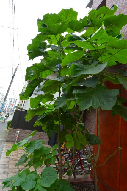 ブランズ中野南台　周辺環境