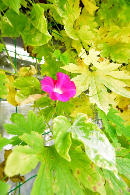 プロスペアー祐天寺テラス　周辺環境