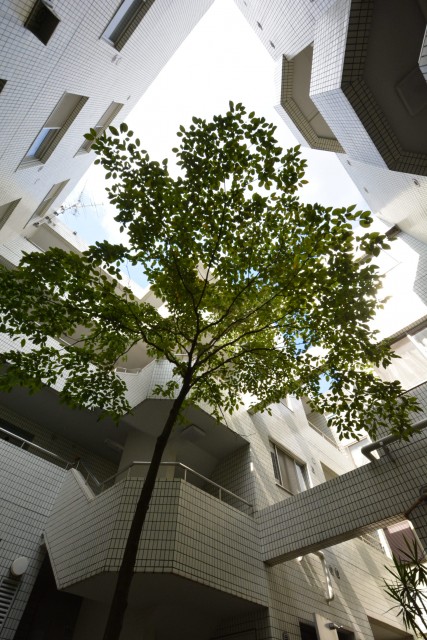 クレール荻窪　中庭