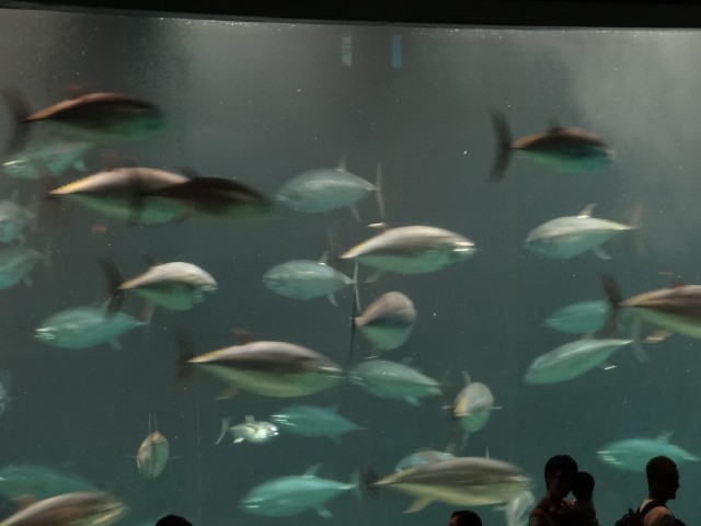 越前堀永谷マンション　葛西臨海水族園