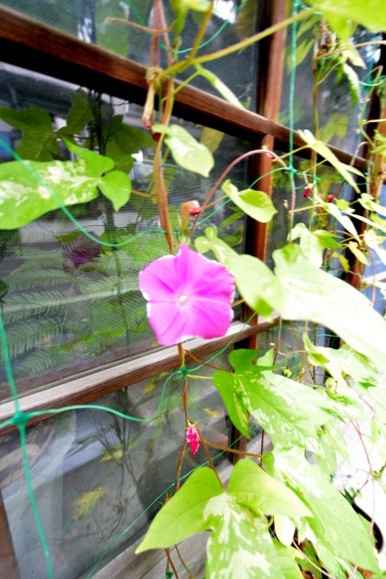 プチモンド目白　周辺環境　鬼子母神