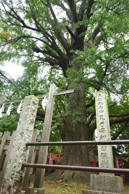 プチモンド目白　周辺環境　鬼子母神