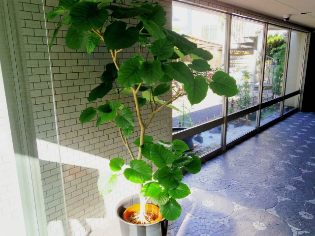 協栄メゾン代々木　エントランス