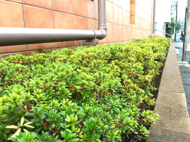 代々木ハビテーション 植栽