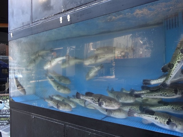 マイキャッスル蒲田　泳ぐふぐ