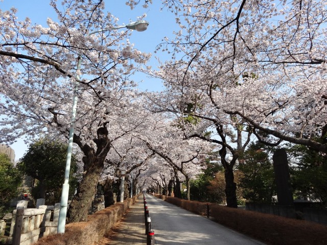 秀和麻布笄町レジデンス　青山霊園