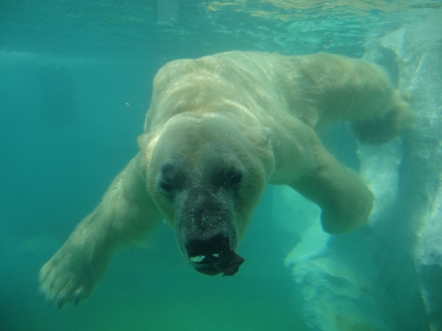 藤和ハイタウン上野　白くま