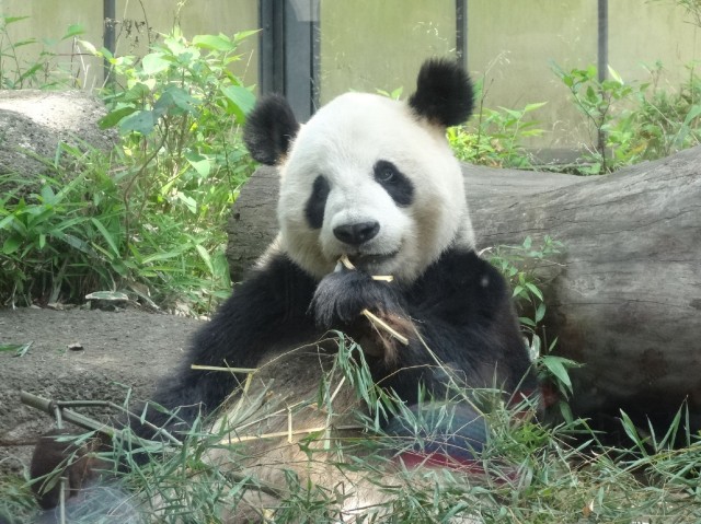 藤和ハイタウン上野　パンダ