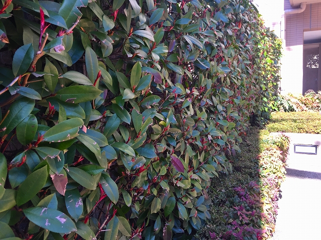 ウィライブ下落合　植栽