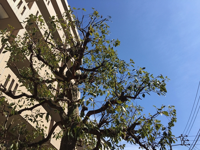 ウィライブ下落合　植栽