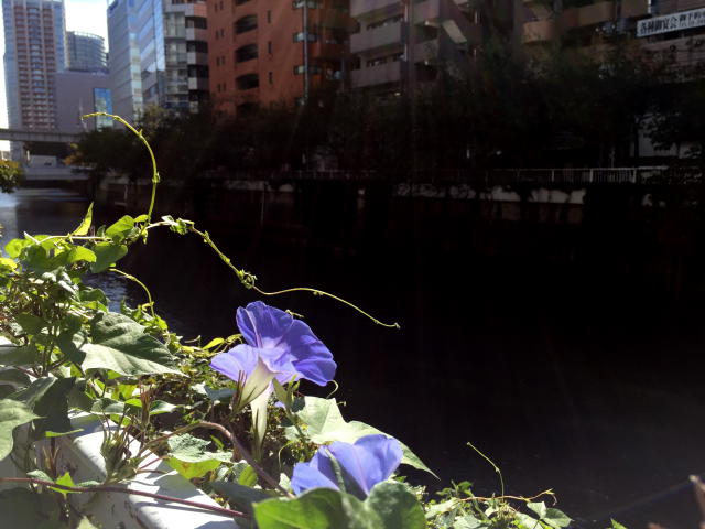 サンライズ五反田　周辺環境