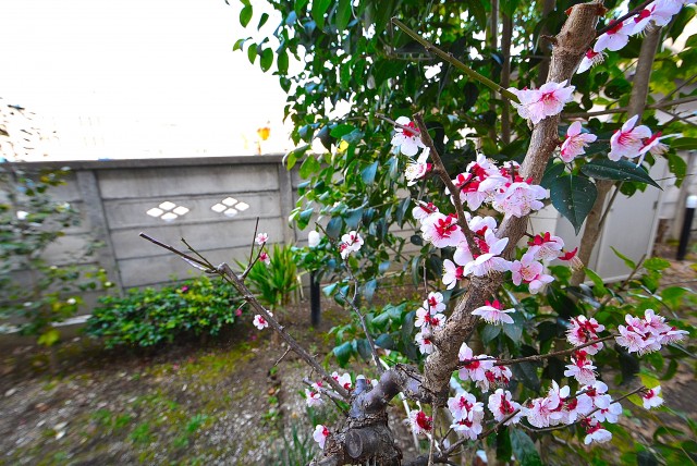 シャルム成城 バルコ庭