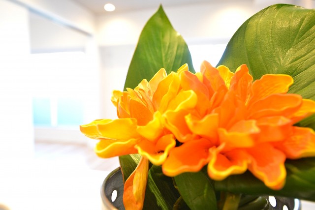 アイビハイツ南品川　LDK