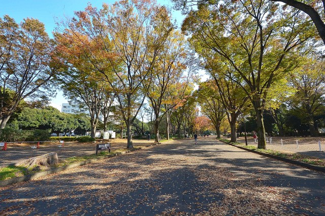 ルーブル駒沢大学Ⅱ　駒沢公園