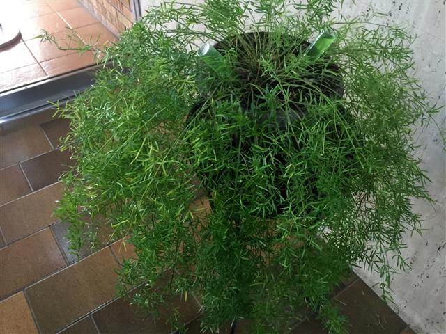 アルカディア経堂　エントランスホール