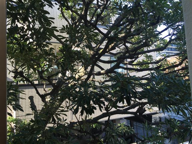 チュリス代々木　眺望