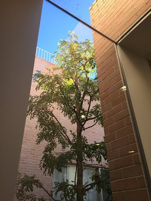 ガーデンコート成城ＵＮＩＴＥＤ　ＣＵＢＥＳ　１Ｆ