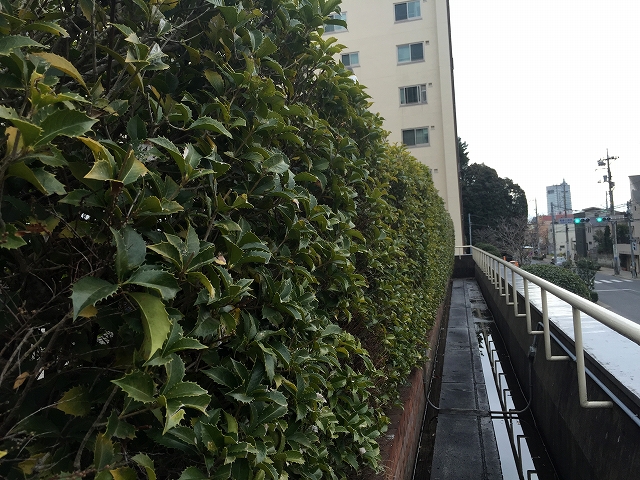 馬事公苑前ハイム　敷地内