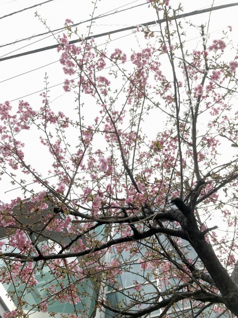 ライオンズマンション上北沢502号室 八幡山駅周辺 (5)