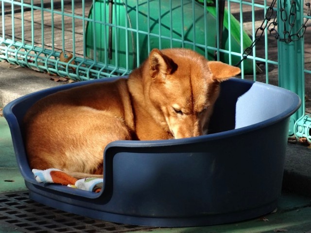 柿の木坂パレス　碑文谷公園