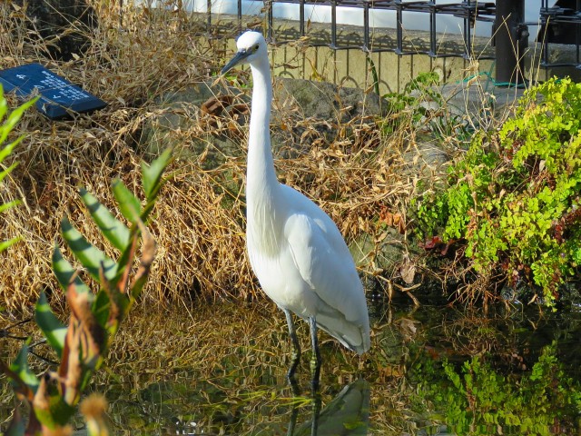 世田谷三宿サンハイツ　緑道にいた鳥