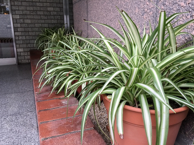 弦巻ハイツ　エントランス