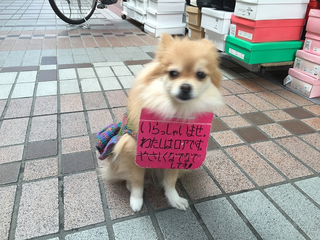 ダイアパレス目黒本町　周辺環境