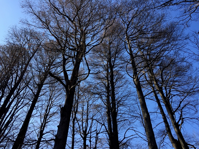 ダイアパレス目黒本町　周辺環境