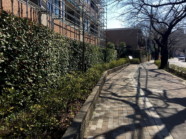 パークハウス世田谷桜丘　植栽