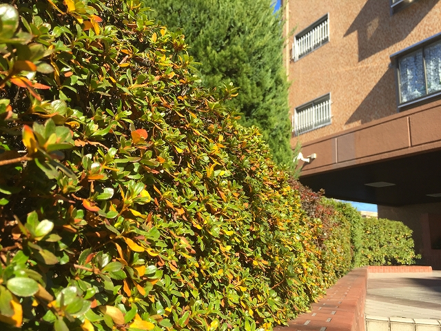 方南町ローヤルコーポ　エントランス