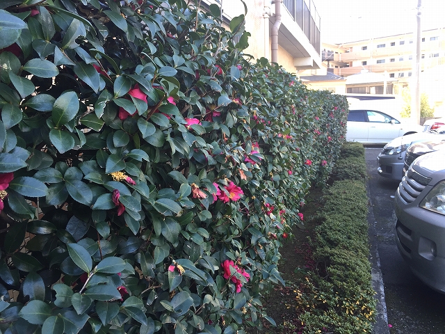 方南町ローヤルコーポ　駐車場