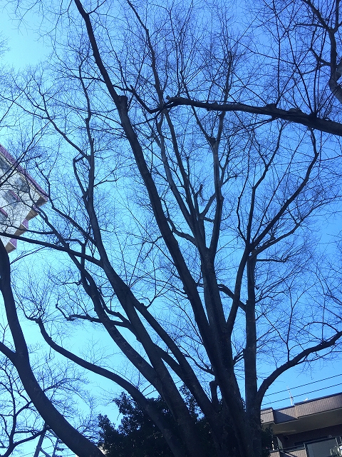 柿の木坂東豊エステート　周辺環境