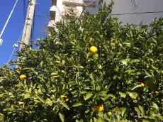 柿の木坂東豊エステート　1F