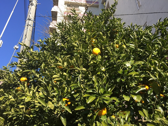 柿の木坂東豊エステート　1F