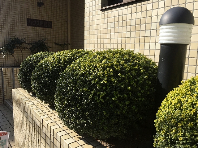 ハウス南経堂　植栽