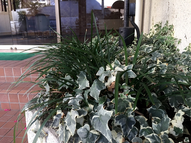 赤堤スカイマンション　エントランス