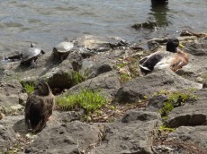 クレイシア北千束　洗足池