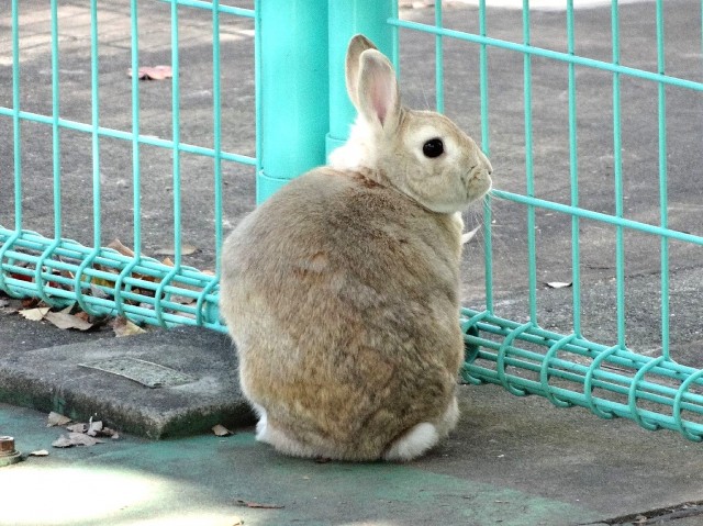 フォルスコート学芸大学　碑文谷公園